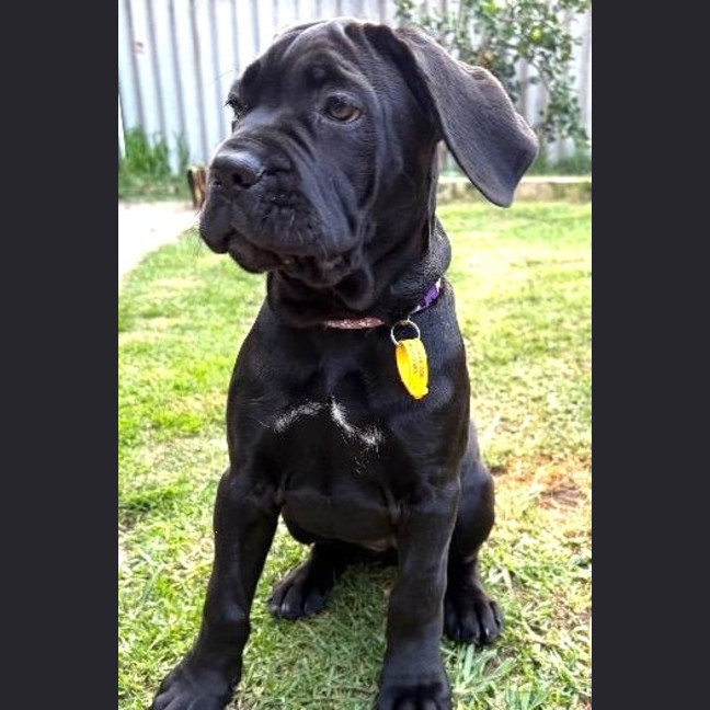 Photo of Shadow