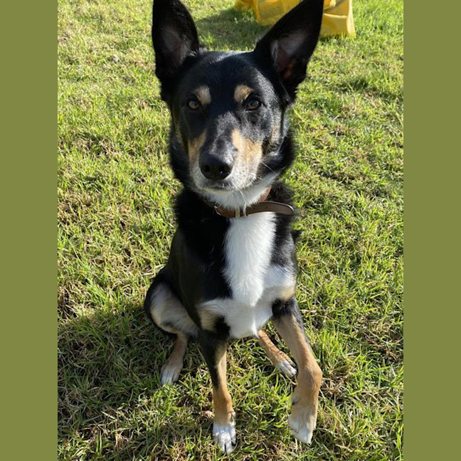 Photo of Dexter
