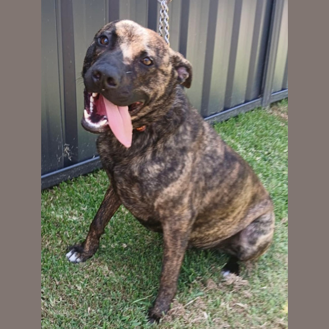Photo of Trooper