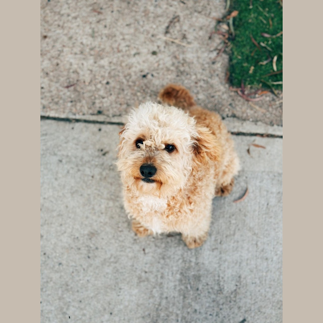 Photo of Harpo