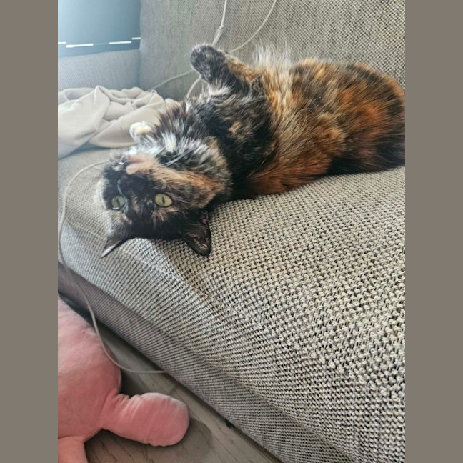 Photo of Gypsy   In Foster Care In Cremorne