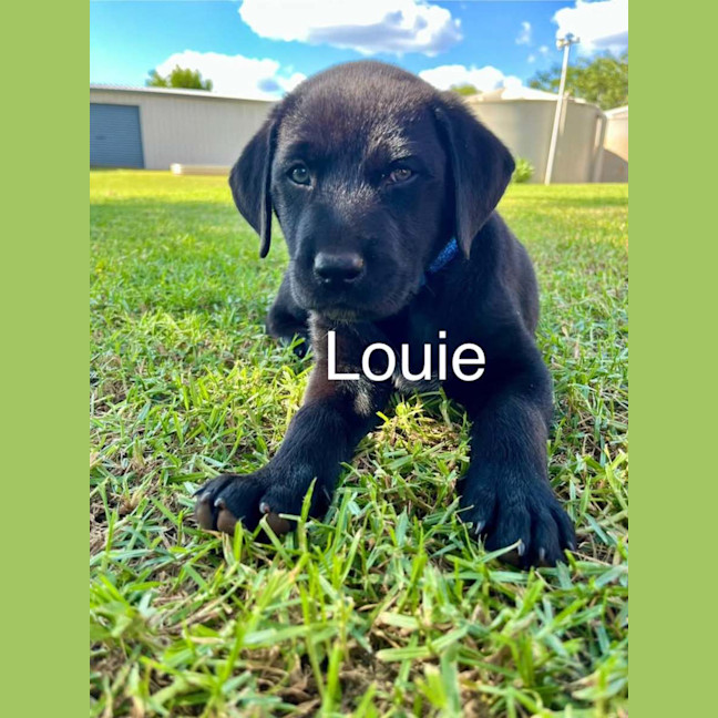 Photo of Louie