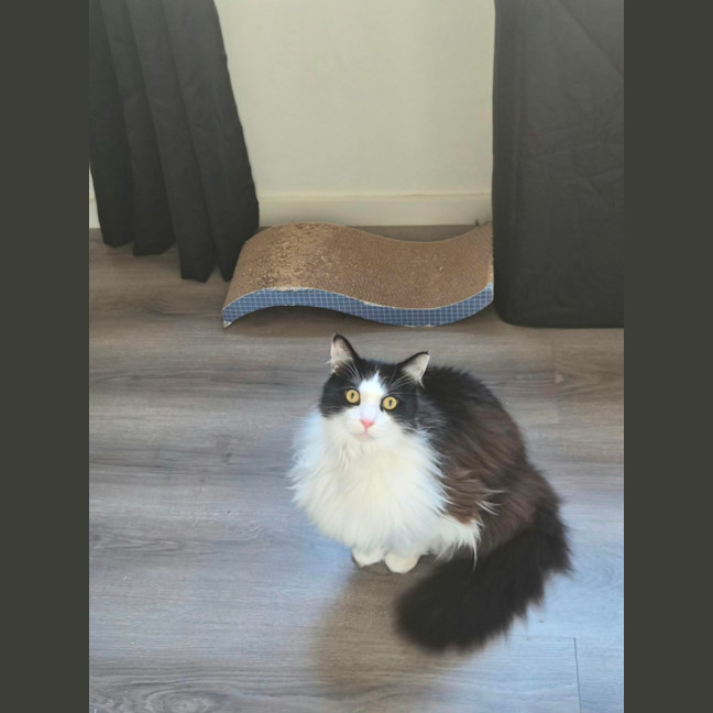 Photo of Gordon
