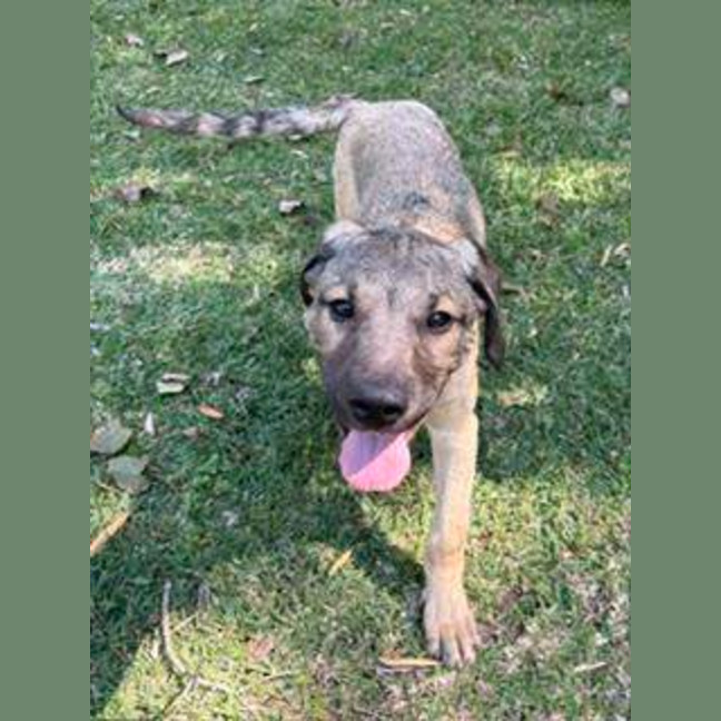 Photo of Bandit