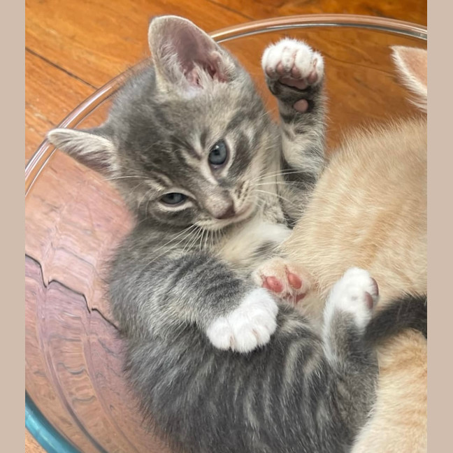 Photo of Bolt ❤️