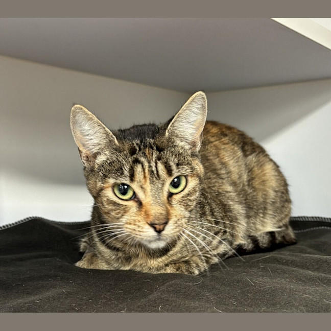Photo of Callie