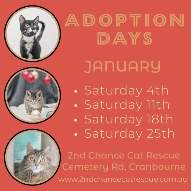 Photo of Jinx **2nd Chance Cat Rescue**