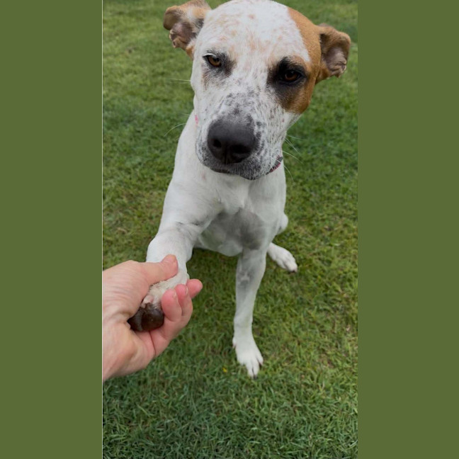 Photo of Poppy