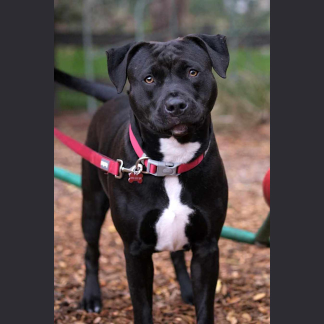 Photo of Sage