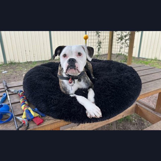 Photo of Bonnie