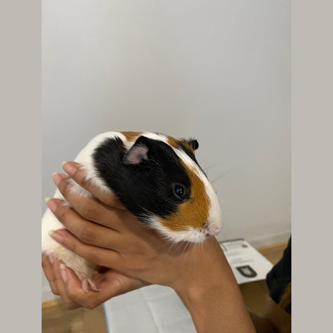 Photo of Bertie Boy