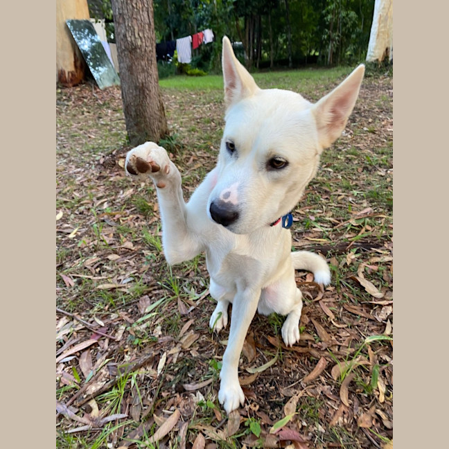 Photo of Paige *$350 Adoption Fee*