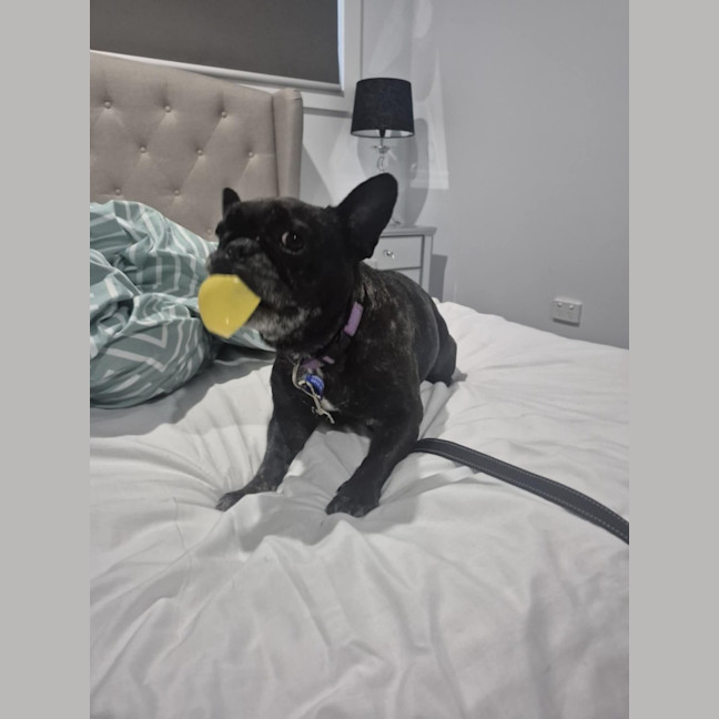 Photo of Cookie   6 Year Old French Bulldog