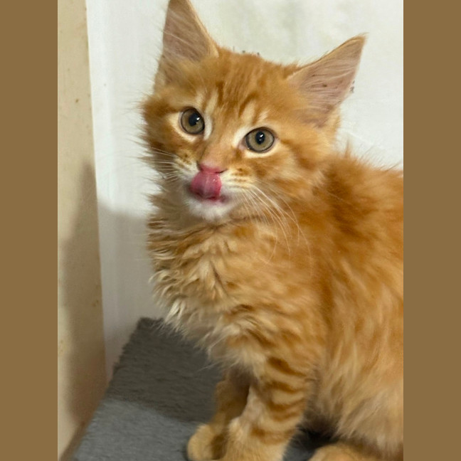 Photo of Marshall 🩵🧢🩵