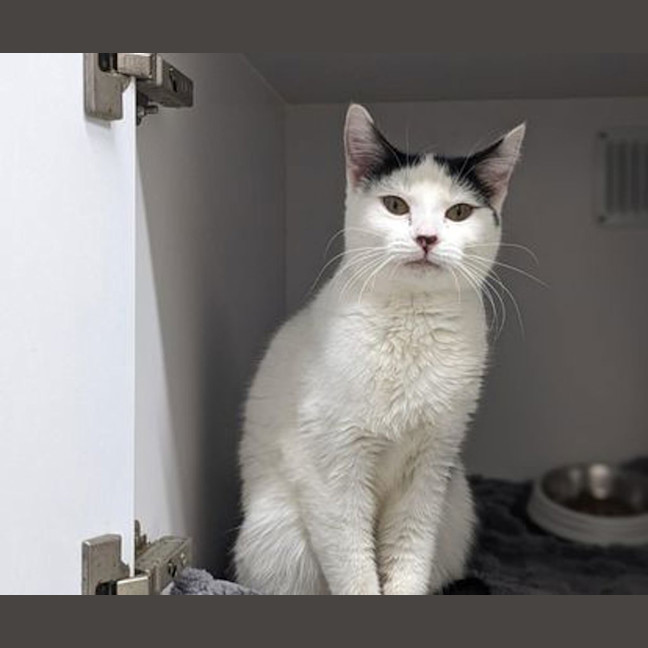 Photo of Luna