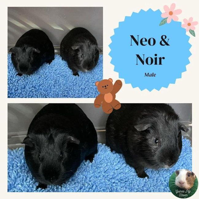 Photo of Neo & Noir