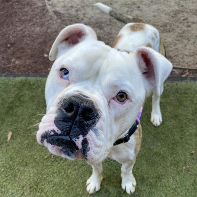 Photo of Thor