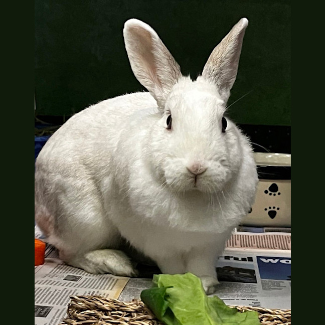 Photo of Smudge