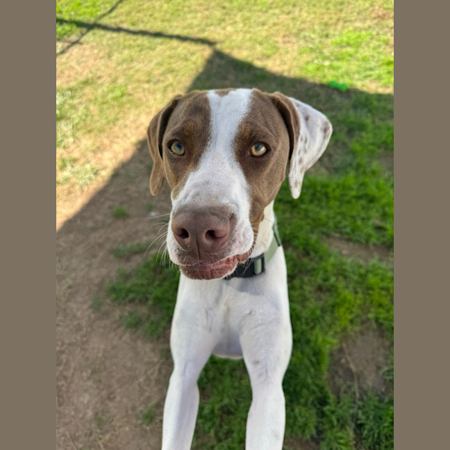 Photo of Bella