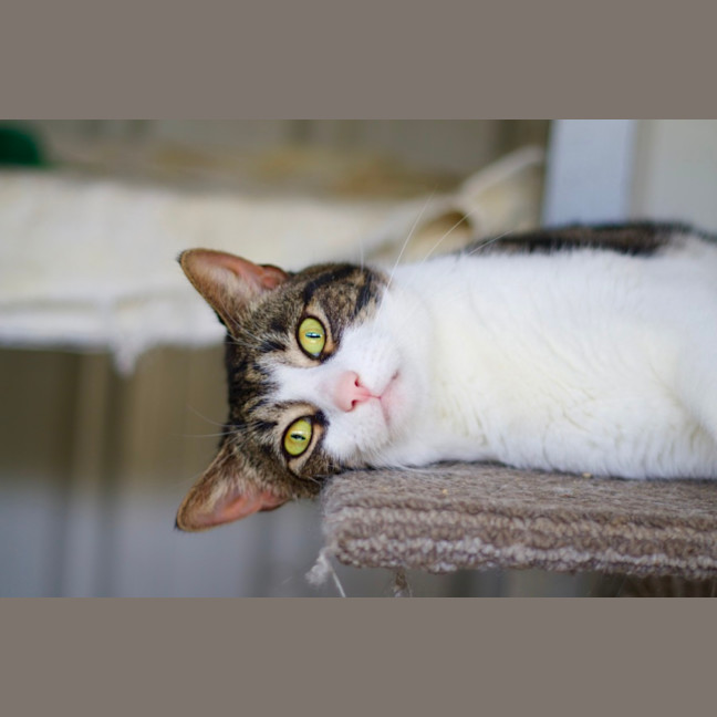 Photo of 💛 Phoebe 💛