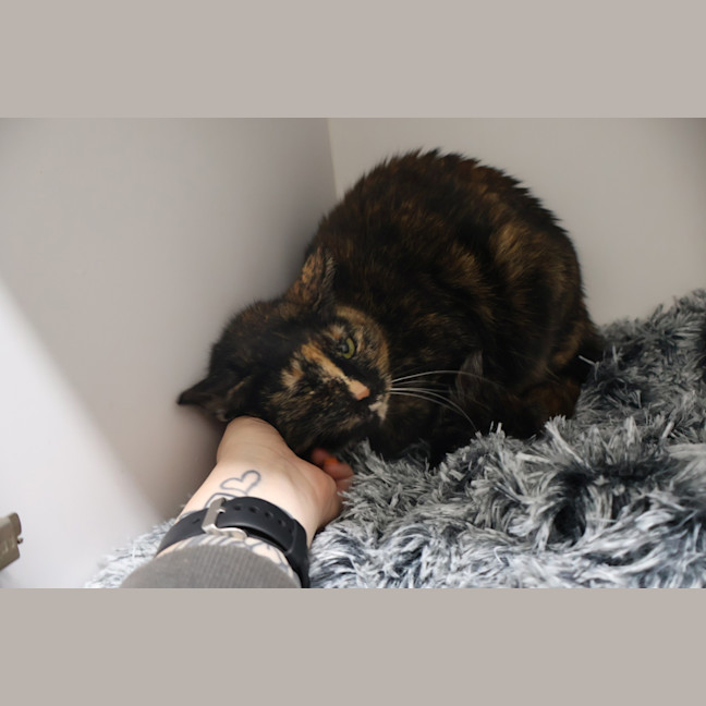 Photo of Indigo