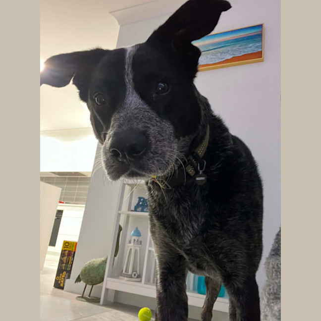 Photo of Rocky