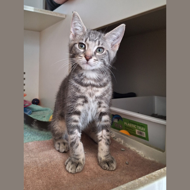 Photo of Chupa Chup*Available At Pet Stock Kingsford*