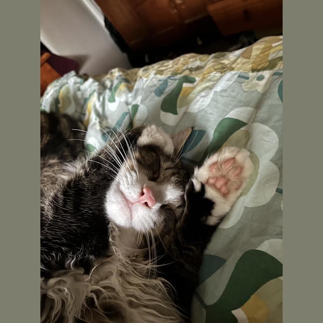 Photo of Nikolai