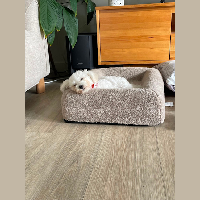 Photo of Beautiful Daisy 