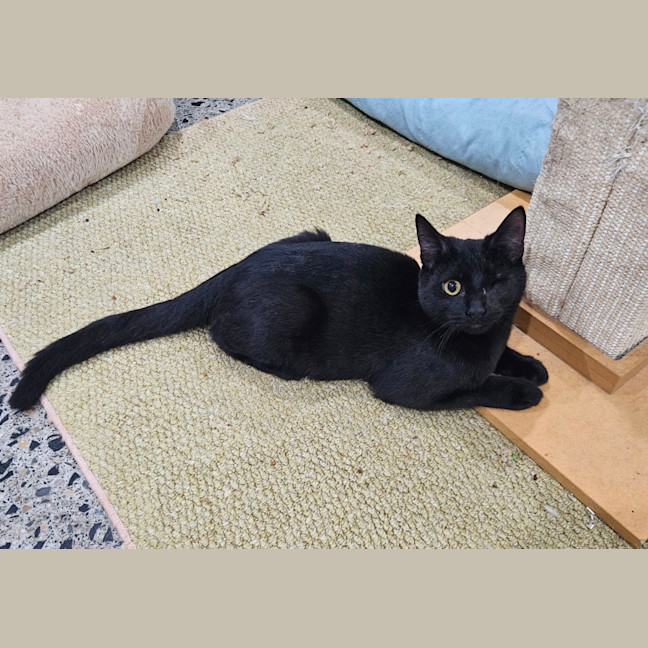 Photo of Patches