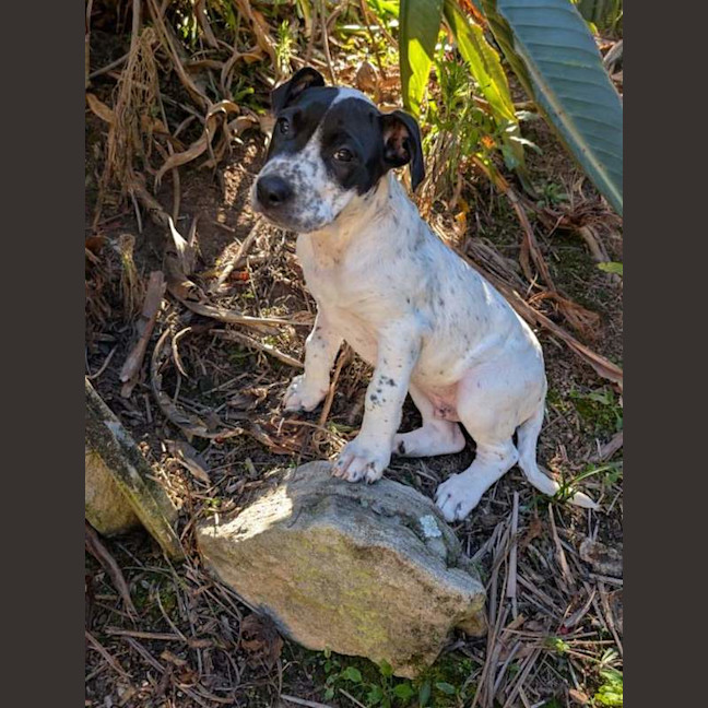 Photo of Patch