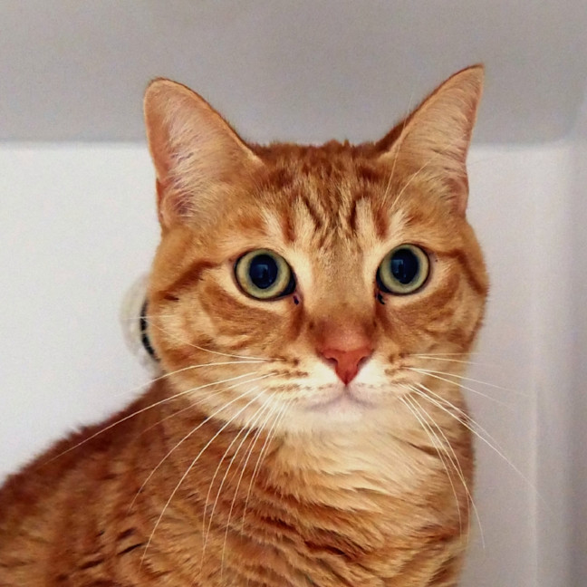 Photo of Bert Sua014687