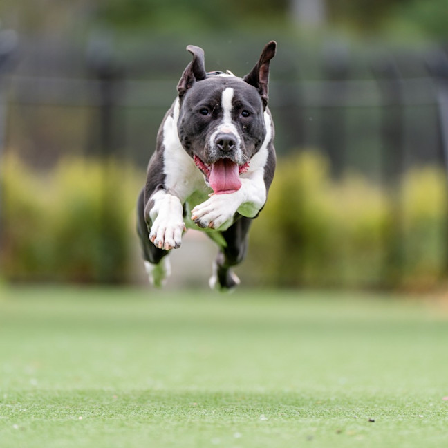 Photo of Cookie Imp 1421