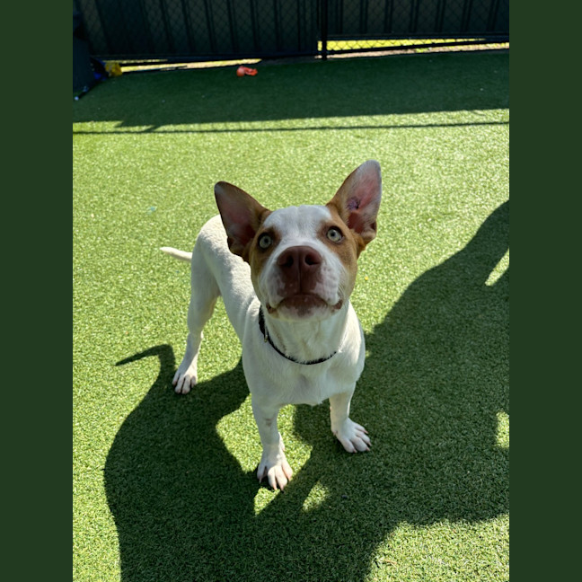 Photo of Loki