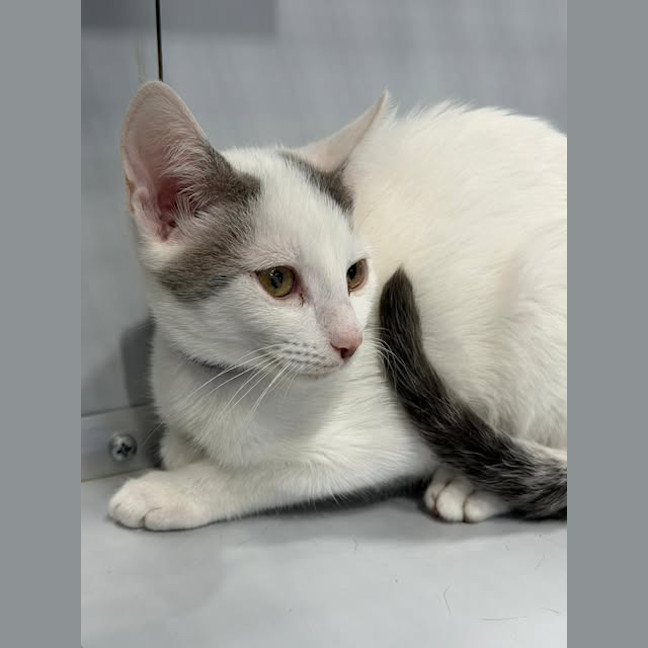 Photo of Diesel