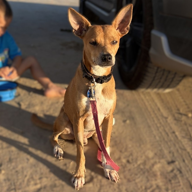 Photo of Buddy