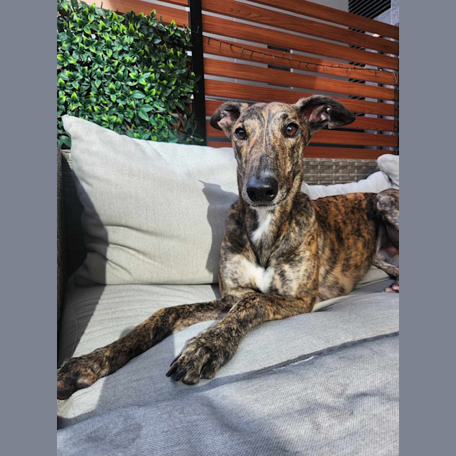 Photo of Doug, The Brindle Greyhound