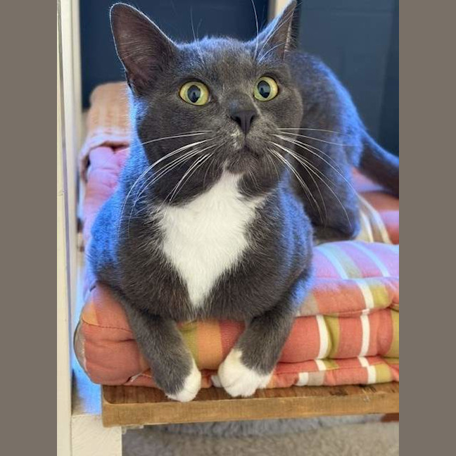 Photo of Smokey