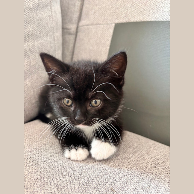 Photo of Maggie (Was Ninja)
