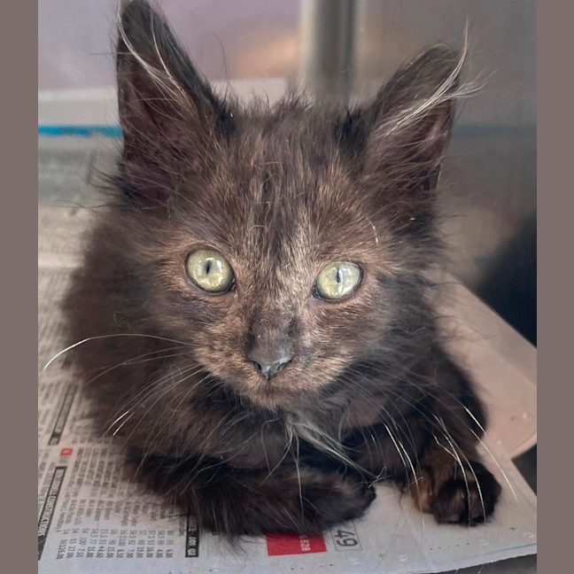 Photo of Smokey