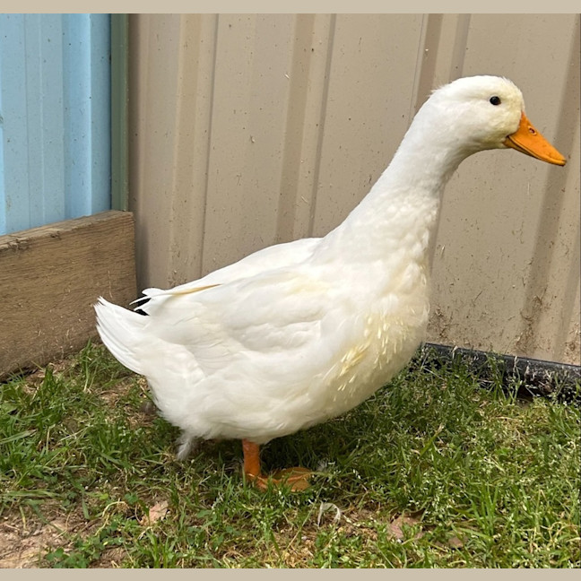 Photo of Mc Lovin