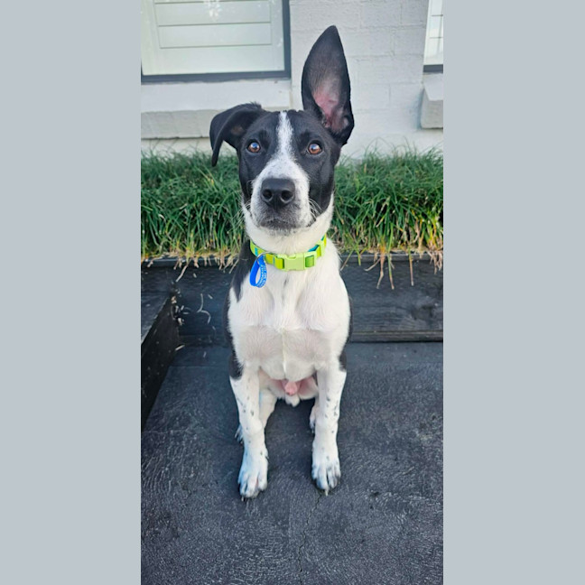 Photo of Stumpy   5 Month Old Cattle Dog X