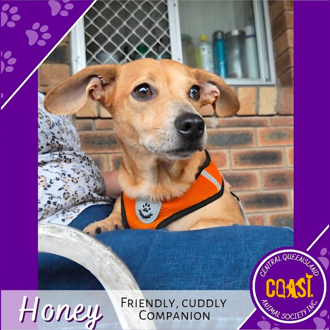 Photo of Honey