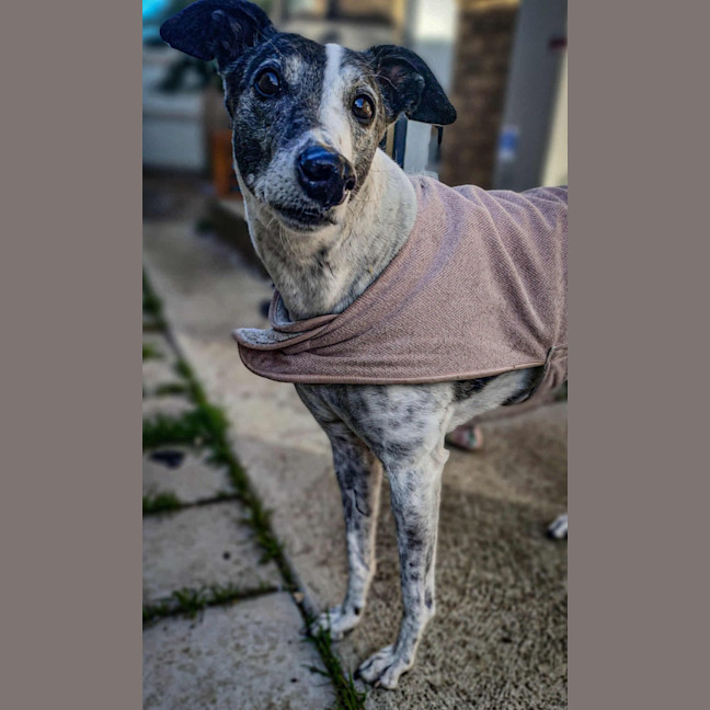 Photo of Stella