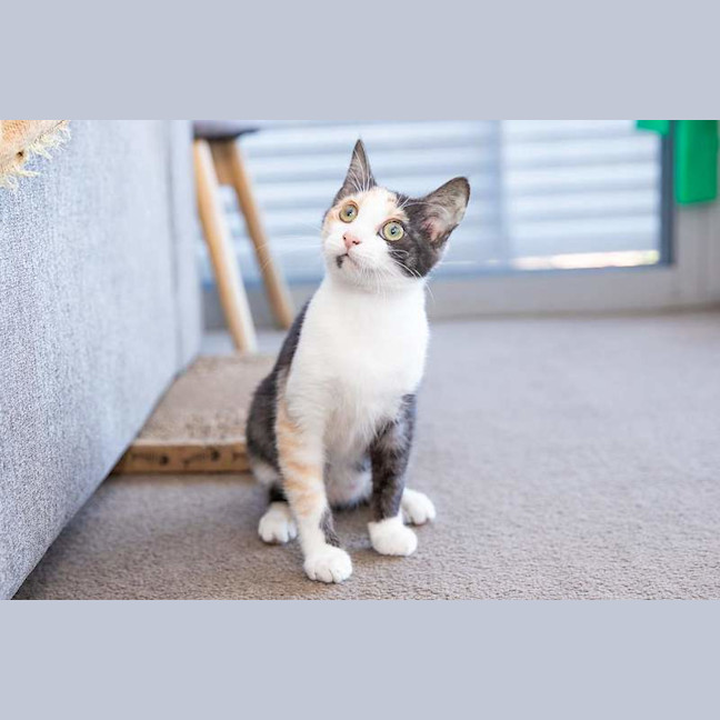 Photo of Tilly
