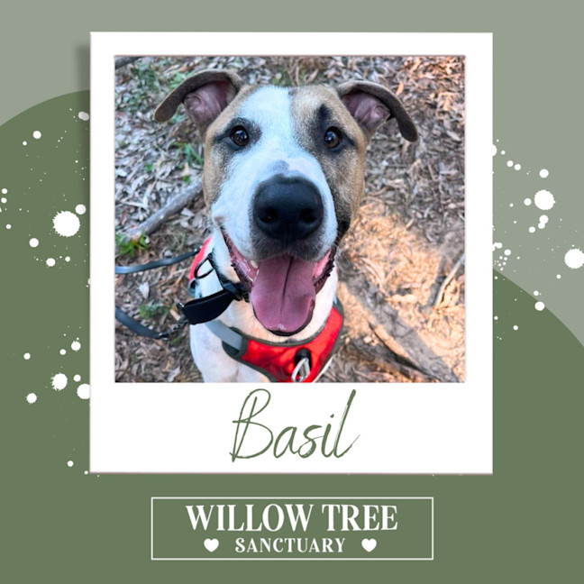 Photo of Basil