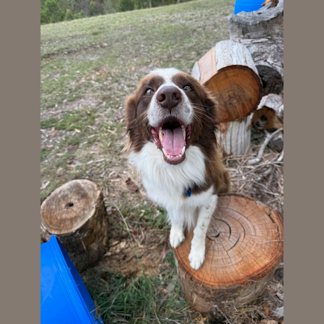 Photo of Waffles