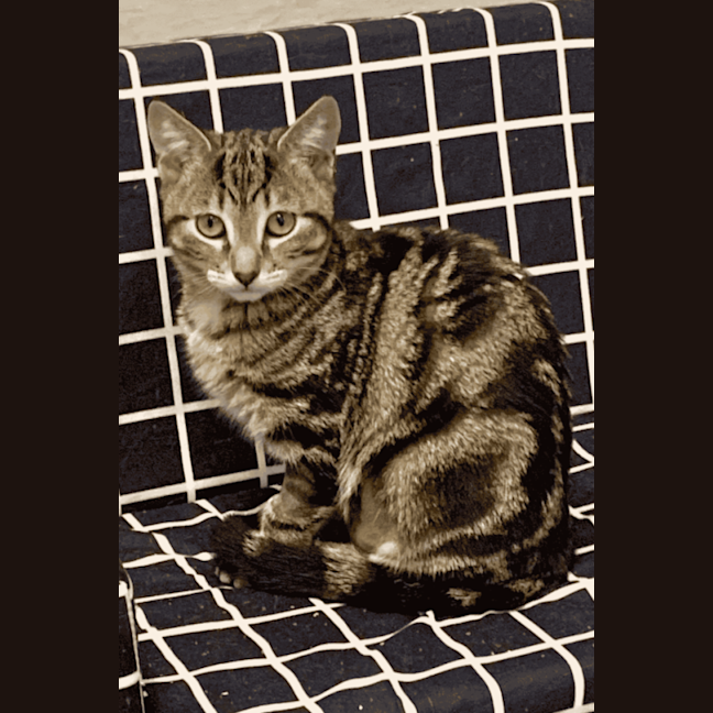 Photo of Uno