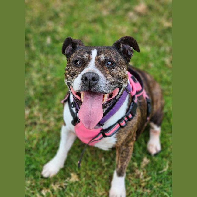 Photo of 🌷 Bonnie 5211 🌷