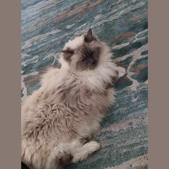 Photo of Molly🐱💕😻